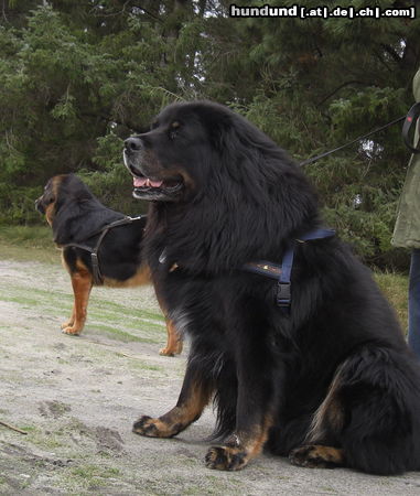 Tibetdogge Do Khyi Maxe - eine Fotopause beim Waldlauf.Do Khyi brauchen täglich eine Wandertour zum Erleben, Sehen und sind nicht nur für das Leben auf einem Grundstück geeignet.