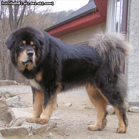 Tibetdogge Hunde Foto 15860 Tibetdogge SUNDARI kennel from Czech rep.