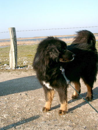 Tibetdogge Yarlung Tsangpo Tibetans, langlebige Tibetdoggen, Nala Hündin 12 Jahre