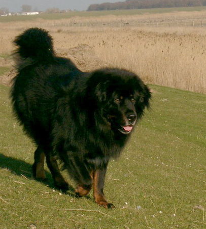 Tibetdogge Yarlung Tsangpo Tibetans - selten aber möglich freilaufende Do Khyi, Maxe 2007