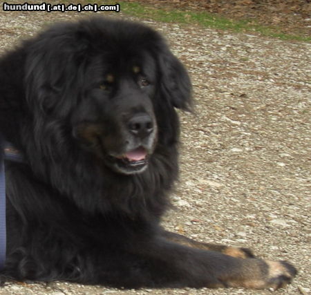 Tibetdogge Hunde Foto 44464 Tibetdogge Do-Khyi Maxe Mai 2009