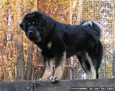 Tibetdogge Hunde Foto 15862 Tibetdogge SUNDARI kennel from Czech rep.