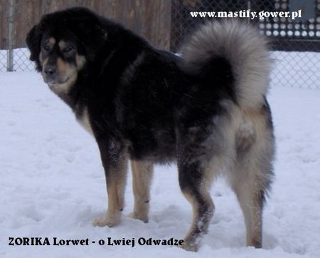 Tibetdogge ZORIKA Lorwet -  o Lwiej Odwadze (new puppies on summer 2006)
