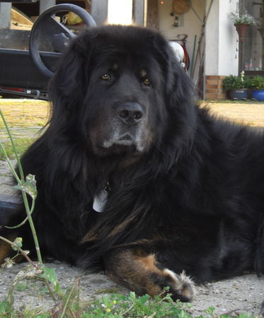 Tibetdogge Do Khyi, mehr Information über Maxe? http://www.tibimaxe.com