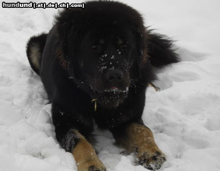 Tibetdogge Do Khyi lieben Schnee im Winter - Tashi