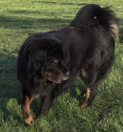 Tibetdogge Was ist eine Tibet Dogge? Temperament, Beweglichkeit und Spielfreude bis ins hohe Alter. Keine Übertreibungen. Maxe mit 9 Jahren!