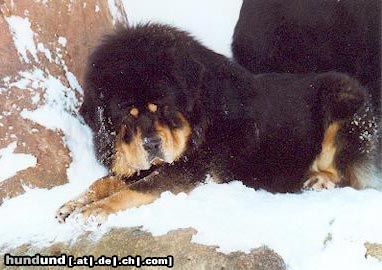 Tibetdogge Hunde Foto 13902 Tibetdogge Do-Khyi from top of the world