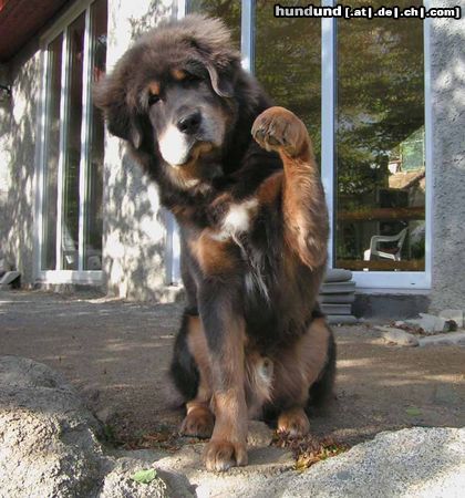 Tibetdogge Hunde Foto 15861 Tibetdogge SUNDARI kennel from Czech rep.