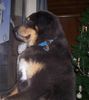 Tibetdogge Foto: dokhyi Acky - dem Do-Khyi eine Chance (ID 43452) Tibetdogge Hund