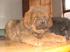 Tibetdogge Foto: This kennel is located in Taiyuan, Shanxi Province,China.There are many excellent Tibetan Mastiffs in here.You can choose one that fit you. (ID 35485) Tibetdogge Hund