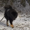 Tibetdogge Hund