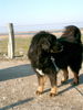 Tibetdogge Hund