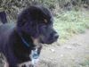 Tibetdogge Foto: Omatra Tammo mit 11 wochen (ID 6742) Tibetdogge Hund