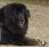 Tibetdogge Foto: Do-Khyi Maxe Mai 2009 (ID 44464) Tibetdogge Hund