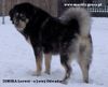 Tibetdogge Hund