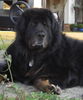 Tibetdogge Foto: Do Khyi, mehr Information über Maxe? http://www.tibimaxe.com (ID 43202) Tibetdogge Hund