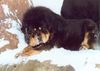 Tibetdogge Foto: Do-Khyi from top of the world (ID 13902) Tibetdogge Hund