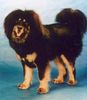 Tibetdogge Foto: Do-Khyi from top of the world (ID 13903) Tibetdogge Hund