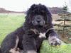 Tibetdogge Foto: Do-Khyi from top of the world \ (ID 13904) Tibetdogge Hund