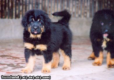 Tibetdogge Hunde Foto 9259 Tibetdogge verkauf