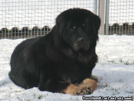 Tibetdogge Do-Khyi Tashi - ein typischer Jungrüde