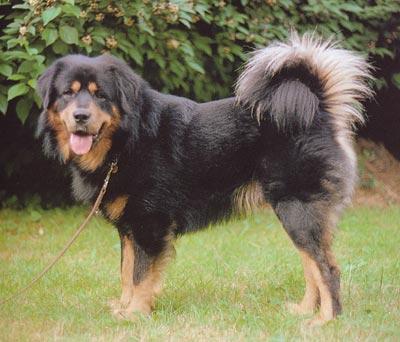 Tibetdogge Hunde Foto 131 Tibetdogge