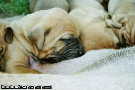 Tosa Hunde Foto 4206 Tosa Ich will STARK und GROSS werden!