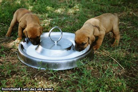 Tosa Hunde Foto 4203 Tosa mnam das schmeckt