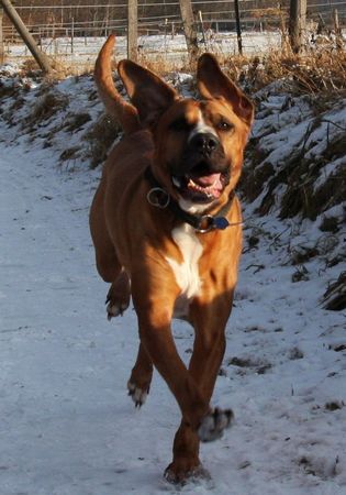 Tosa Hunde Foto 43566 Tosa im Galopp