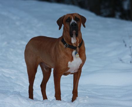 Tosa Hunde Foto 43567 Tosa im Schnee