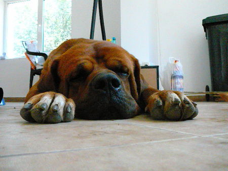 Tosa Hunde Foto 39277 in höherer Auflösung ansehen Tosa Atila