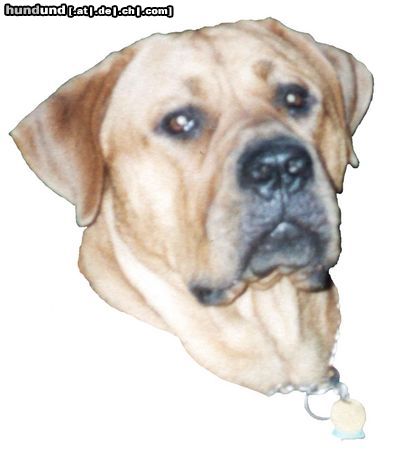 Tosa Hunde Foto 19562 in höherer Auflösung ansehen Tosa Baddy