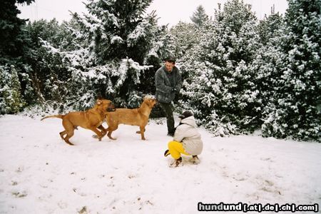 Tosa Hunde Foto 10552 Tosa Elsa und Abunai der Schnee ist aber suuuper!!