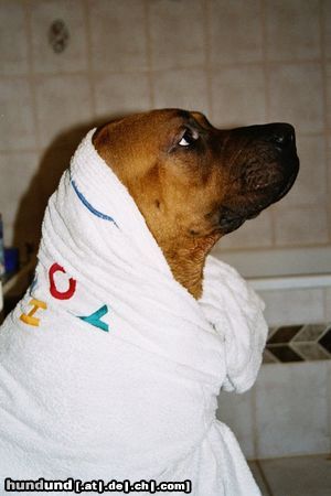 Tosa Hunde Foto 10553 Tosa Ich hasse es zu baden!! Bald schafft es eeh keiner mehr mich in die Badewanne zu bringen ich wiege jetzt schon fast 70 kg so Abunai.
