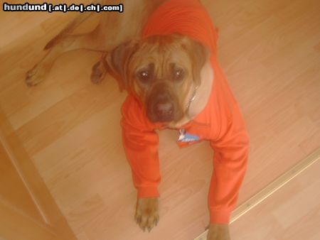 Tosa Hunde Foto 11768 Tosa Mir ist noch immer Kalt
