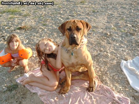 Tosa Hunde Foto 23433 in höherer Auflösung ansehen Tosa