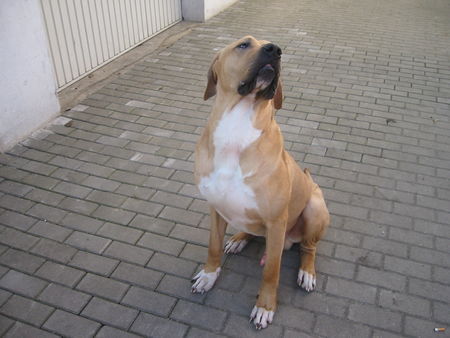 Tosa Hunde Foto 43523 Tosa unser Bester 2 Jahre