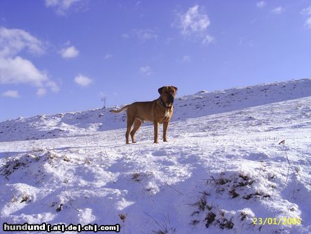 Tosa Hunde Foto 18895 in höherer Auflösung ansehen Tosa alco la calatele (aproape de soiom)