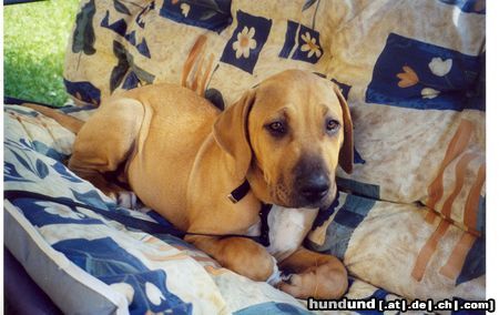 Tosa Hunde Foto 23115 in höherer Auflösung ansehen Tosa unser liebling fago 5 Monate