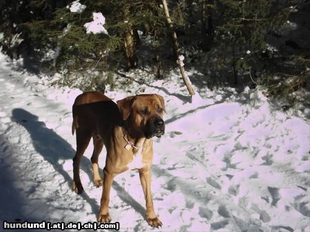 Tosa Charly beim Waldspaziergang