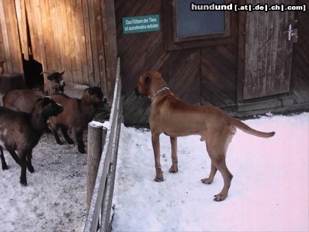 Tosa Besuch am Heiligen Abend 2003