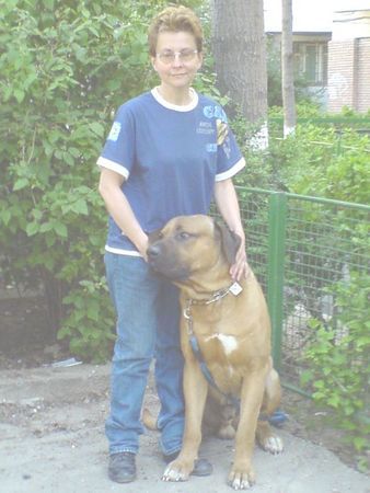 Tosa Der größte Tosa-Hund in Rumänien