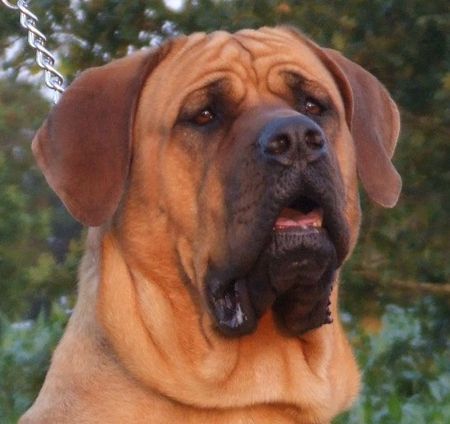 Tosa Hunde Foto 40760 in höherer Auflösung ansehen Tosa PRADA