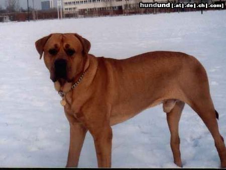 Tosa Hunde Foto 20381 in höherer Auflösung ansehen Tosa Baddy