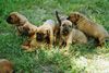 Tosa Foto: Wir suchen LIEBE Besitzer!! (ID 4207) Tosa Hund