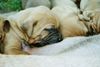 Tosa Foto: Ich will STARK und GROSS werden! (ID 4206) Tosa Hund