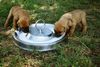 Tosa Foto: mnam das schmeckt (ID 4203) Tosa Hund