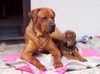 Tosa Foto: Tosa inu-Zucht-Welpen mit FCI Papieren (ID 32433) Tosa Hund