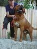 Tosa Foto: Atila (ID 39280) Tosa Hund