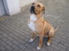 Tosa Hund
